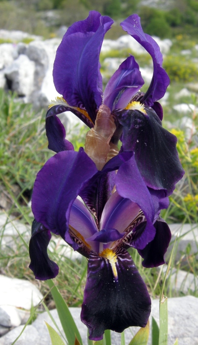 Iris suaveolens?